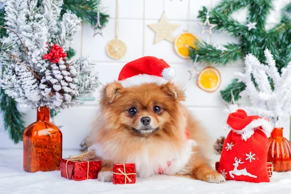 Pommeren in santa kleding op een achtergrond van kerstversiering — Stockfoto