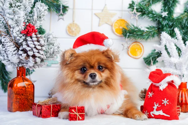 Pomerania en ropa de santa sobre un fondo de decoraciones navideñas —  Fotos de Stock