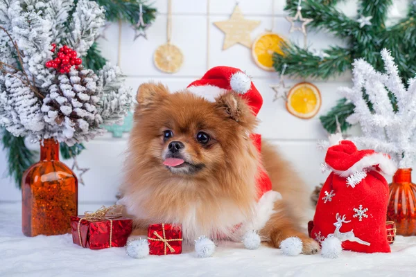 博美犬在圣诞老人服装上的圣诞装饰品的背景 — 图库照片