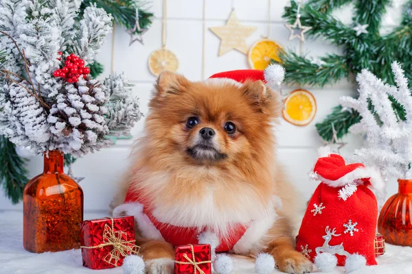 Pommeren in santa kleding op een achtergrond van kerstversiering — Stockfoto