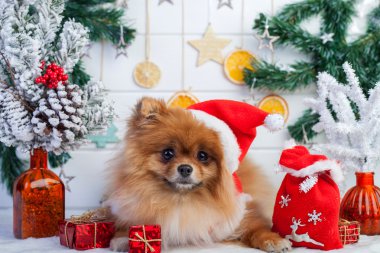 Pomeranian Noel süslemeleri bir arka plan üzerinde Noel Baba kılığına girmiş