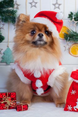 Pomeranian Noel süslemeleri bir arka plan üzerinde Noel Baba kılığına girmiş