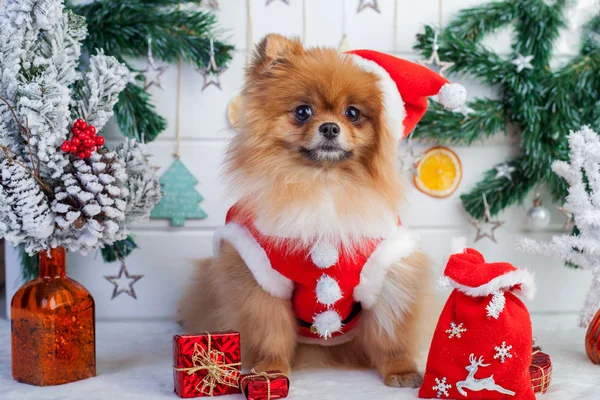 博美犬在圣诞老人服装上的圣诞装饰品的背景 — 图库照片