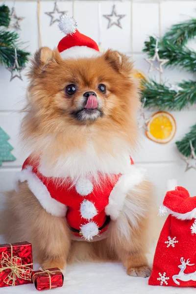 Pomeranian i santa kläder på en bakgrund av juldekorationer — Stockfoto