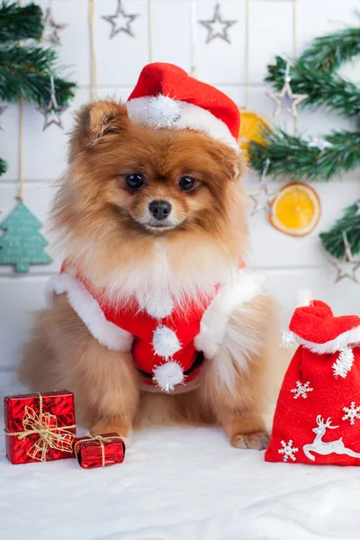 Pomeranian em santa roupa em um fundo de decorações de Natal — Fotografia de Stock