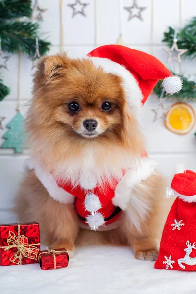 Pommeren in santa kleding op een achtergrond van kerstversiering — Stockfoto