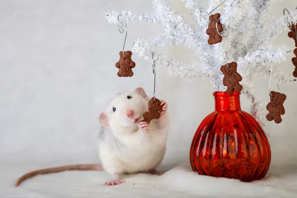 Decoratieve rat eten chocolade chip cookies — Stockfoto