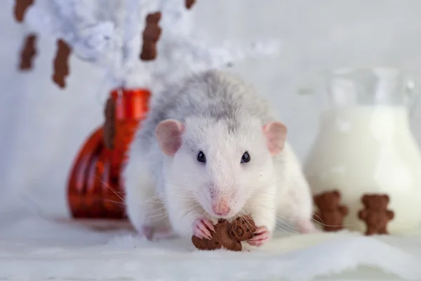 Rato decorativo comer biscoitos de chocolate — Fotografia de Stock