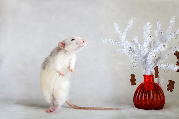 Rat décoratif manger des biscuits aux pépites de chocolat — Photo