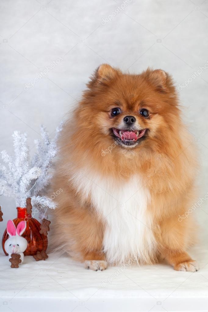 pomeranian rudy