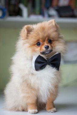 Sevimli köpek Pomeranian papyon