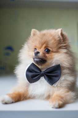 Sevimli köpek Pomeranian papyon