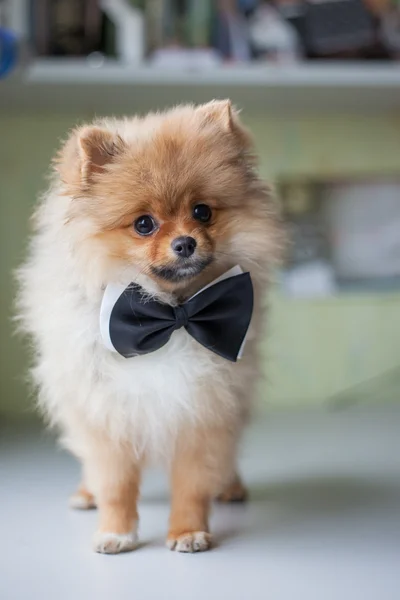 Lindo cachorro Pomeranian en una pajarita — Foto de Stock