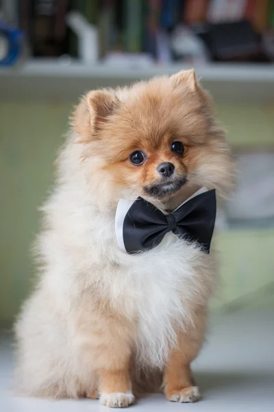 Carino cucciolo pomerania in un papillon — Foto Stock