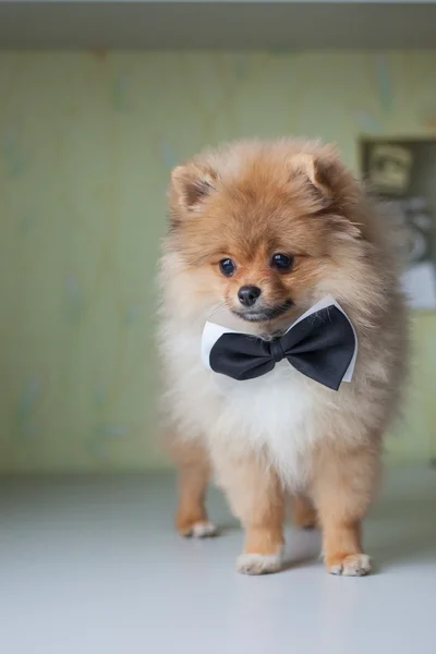 Cute puppy Pomeranian in a bow tie — Stock Photo, Image