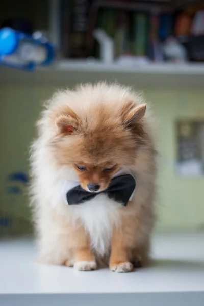 Cãozinho bonito Pomeranian em um laço — Fotografia de Stock