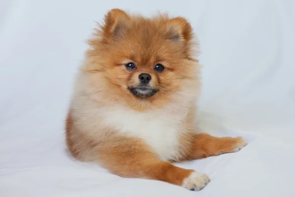 Bonito cachorrinho ruivo Pomeranian sorrindo em um fundo branco — Fotografia de Stock