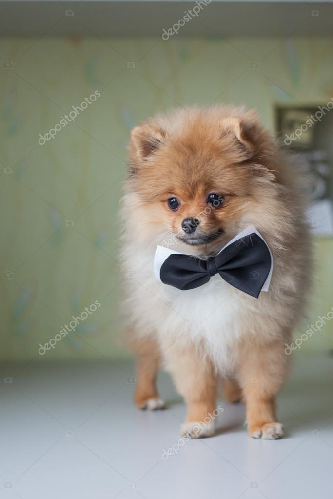 Pomeranian with bow hot sale