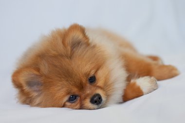 Şirin Kızıl saçlı Pomeranian köpek yavrusu beyaz bir arka plan üzerinde yatıyor