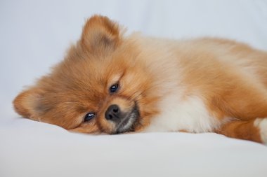 Şirin Kızıl saçlı Pomeranian köpek yavrusu beyaz bir arka plan üzerinde yatıyor