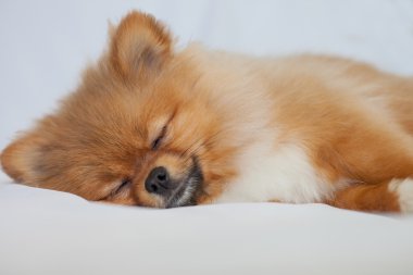 Pomeranian beyaz bir arka plan üzerinde uyuyan sevimli köpek yavrusu
