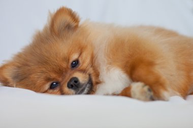 Şirin Kızıl saçlı Pomeranian köpek yavrusu beyaz bir arka plan üzerinde yatıyor