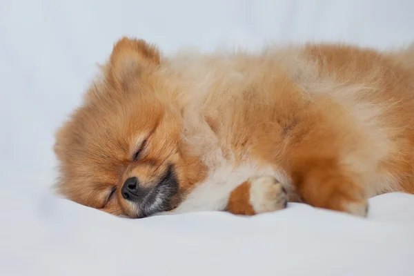 Bonito cachorro Pomeranian dormindo em um fundo branco — Fotografia de Stock