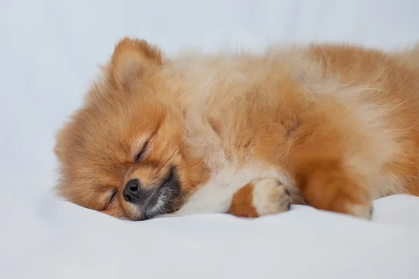 Chiot mignon Poméranie dormir sur un fond blanc — Photo