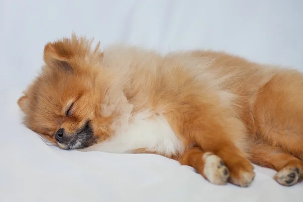 Bonito cachorro Pomeranian dormindo em um fundo branco — Fotografia de Stock