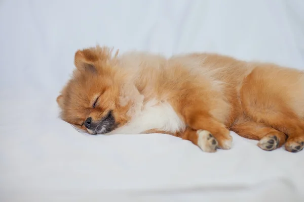 Lindo cachorro Pomeranian durmiendo sobre un fondo blanco — Foto de Stock