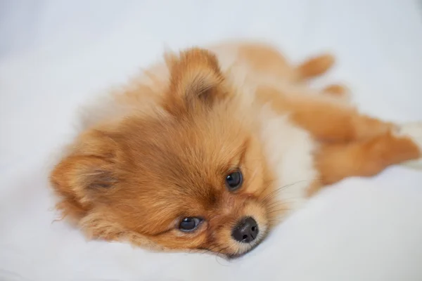 Lindo cachorro Pomeranian durmiendo sobre un fondo blanco — Foto de Stock