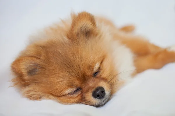 Bonito cachorro Pomeranian dormindo em um fundo branco — Fotografia de Stock