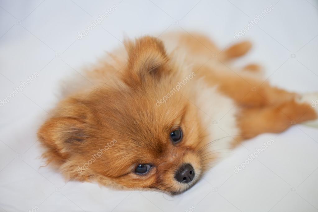 How Long Do Pomeranian Puppies Sleep