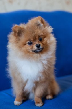 Mavi bir arka plan üzerinde şirin Pomeranian köpek yavrusu
