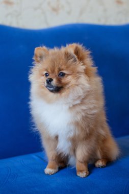 Mavi bir arka plan üzerinde şirin Pomeranian köpek yavrusu