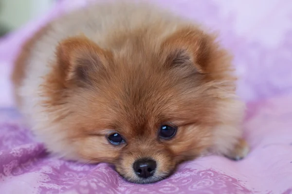 ピンクの背景のかわいいポメラニアン子犬 — ストック写真