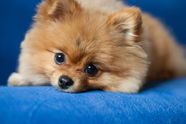 Carino cucciolo di Pomerania su uno sfondo blu — Foto Stock