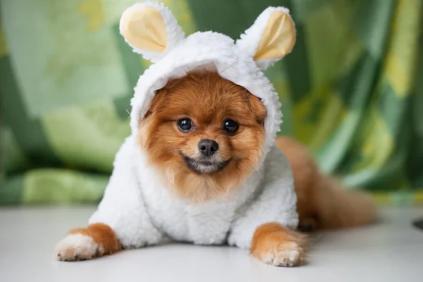 Filhote de cachorro Pomeranian engraçado vestido como cordeiro — Fotografia de Stock