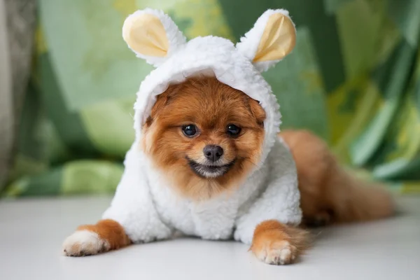 Grappige Pommeren pup verkleed als lam Rechtenvrije Stockfoto's