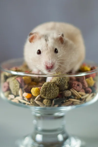 Grijze hamster onder gekleurde voedsel voor knaagdieren op een grijze achtergrond — Stockfoto