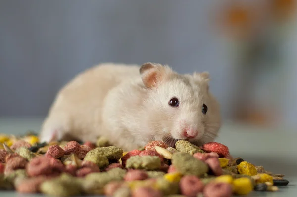 Hamster cinza entre alimentos coloridos para roedores em um fundo cinza — Fotografia de Stock