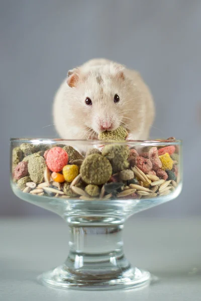 Hamster gris parmi les aliments colorés pour rongeurs sur un fond gris Images De Stock Libres De Droits