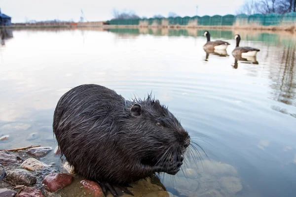 Ondatra pižmová na břehu jezera Stock Fotografie