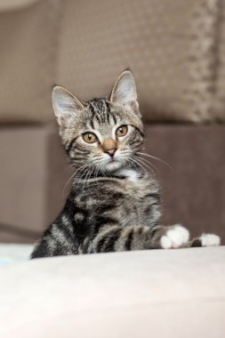 Gri çizgili kedi oynak şirin ev
