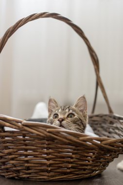 Gri çizgili kedi oynak şirin ev