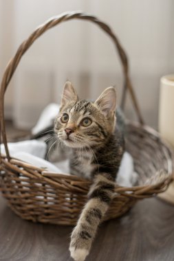 Gri çizgili kedi oynak şirin ev