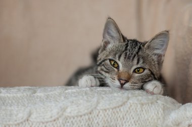 Gri çizgili kedi oynak şirin ev