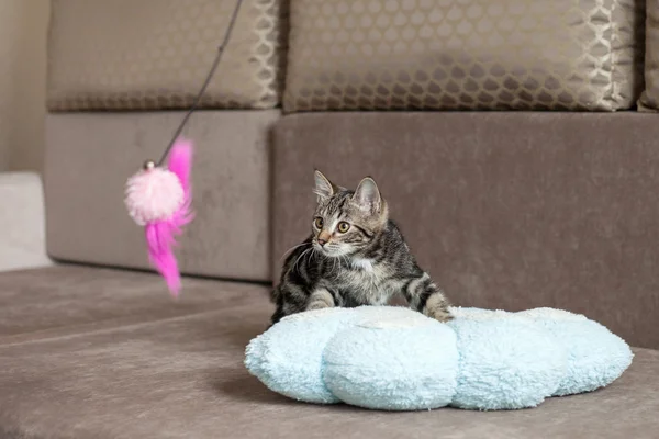 Cinza listrado gato brincalhão bonito casa — Fotografia de Stock
