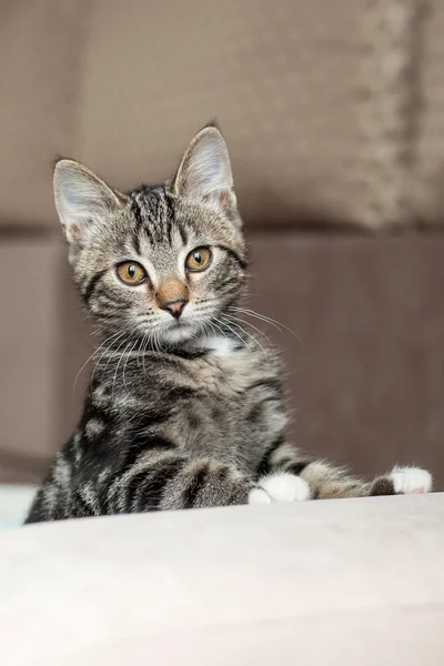 Серый полосатый кот игривый милый дом — стоковое фото