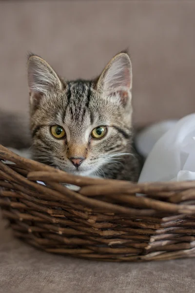 Gri çizgili kedi oynak şirin ev — Stok fotoğraf